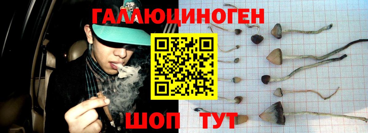 Псилоцибиновые грибы Psilocybe  где можно купить наркотик  Вход с VPN  Россошь  Галлюциногенные грибы Cubensis 